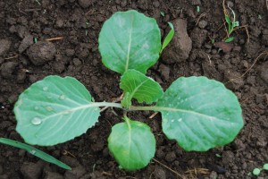 Cabbage seedling