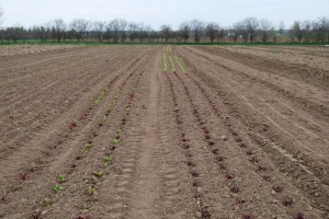 Chard and lettuce