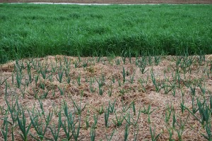 Garlic coming up beside a rye cover crop