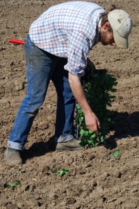 Jeff laying seedlings to plant