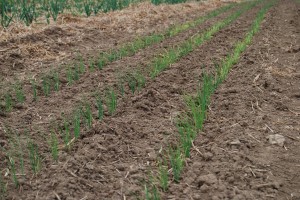 Onions newly planted in the field