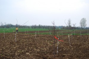 The orchard emerges!
