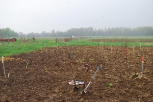 Orchard