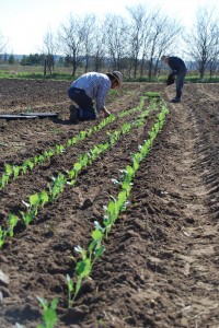 Planting spring kohlrabi