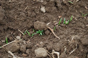 Spinach coming up!