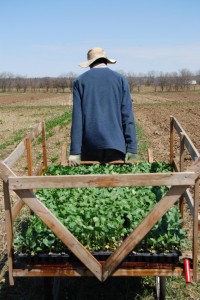 Bennet hauling seedlings to the field for planting