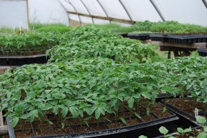 Tomato seedlings to be planted in the big greenhouse - early tomatoes!